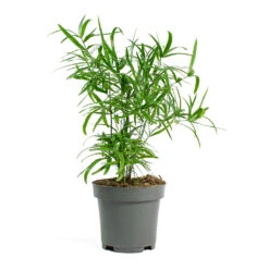 Asparagus Falcatus - Sicklethorn -HousePlants Shop Asparagus falcatus Sicklethorn 12cm New