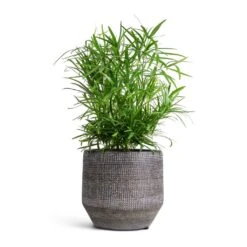 Asparagus Falcatus - Sicklethorn -HousePlants Shop Asparagus falcatus Sicklethorn 12x40cm Norell Plant Pot Latte Brown 15x13cm 45af337a e494 468c 94ea 054139d40b5d