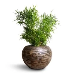 Asparagus Falcatus - Sicklethorn -HousePlants Shop Asparagus falcatus Sicklethorn 17x45cm Luxe Lite Wrinkle Globe Planter Bronze 33x24cm