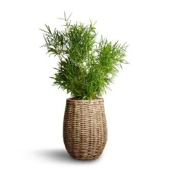 Asparagus Falcatus - Sicklethorn -HousePlants Shop Asparagus falcatus Sicklethorn 17x45cm Siona Wikr Plant Baskets Set3 Natural 2e6ed18d 5a7f 43aa bf42 5b81f14d0abd
