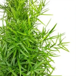 Asparagus Falcatus - Sicklethorn -HousePlants Shop Asparagus falcatus Sicklethorn Leaves