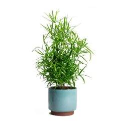 Malibu Plant Pot - Blue 11 Malibu Plant Pot - Blue -HousePlants Shop Asparagus falcatus Sicklethorn Malibu Plant Pot 72c99a65 1c7f 4626 b9c3 09019c94725a