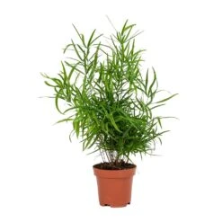 Asparagus Falcatus - Sicklethorn -HousePlants Shop Asparagus falcatus Sicklethorn Small
