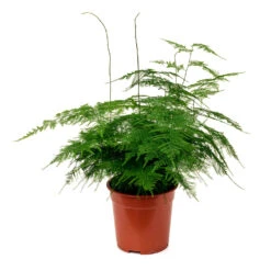 Asparagus Setaceus - Lace Fern 28 Asparagus Setaceus - Lace Fern -HousePlants Shop Asparagus setaceus 60cm