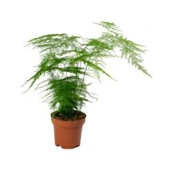 Asparagus Setaceus - Lace Fern 24 Asparagus Setaceus - Lace Fern -HousePlants Shop Asparagus setaceus Lace Fern 12x30cm
