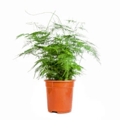 Asparagus Setaceus - Lace Fern 21 Asparagus Setaceus - Lace Fern -HousePlants Shop Asparagus setaceus Lace Fern 21x50cm