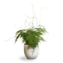 Asparagus Setaceus - Lace Fern 27 Asparagus Setaceus - Lace Fern -HousePlants Shop Asparagus setaceus Lace Fern 21x50cm Cas Plant Pot Cool Grey 25x23cm