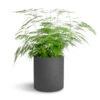 Asparagus Setaceus - Lace Fern -HousePlants Shop Asparagus setaceus Lace Fern 21x50cm Puk Plant Pot Black Washed 25x25cm