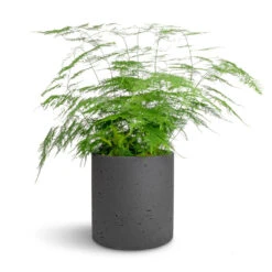 Puk Plant Pot - Black Washed -HousePlants Shop Asparagus setaceus Lace Fern 21x50cm Puk Plant Pot Black Washed 25x25cm 0e735bee 66dd 42bb 8f1c dc8b60022cb3