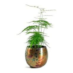 Kian Metal Plant Pots - Set Of 3 - Large - Sky Burn -HousePlants Shop Asparagus setaceus Lace Fern Kian Metal Plant Pots Set of 3 Large Sky Burn 5a4f7898 3bd3 467e 8bf2 18f6960f7d26