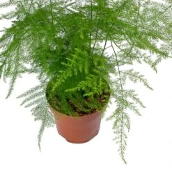 Asparagus Setaceus - Lace Fern 29 Asparagus Setaceus - Lace Fern -HousePlants Shop Asparagus setaceus Lace Fern Leaves