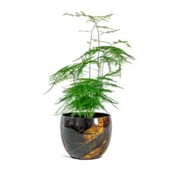 Asparagus Setaceus - Lace Fern 32 Asparagus Setaceus - Lace Fern -HousePlants Shop Asparagus setaceus Lace Fern Vive Metal Plant Pots Set of 3 Lava