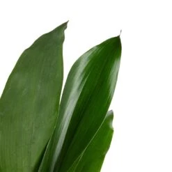 Aspidistra - Cast Iron Plant 30 Aspidistra - Cast Iron Plant -HousePlants Shop Aspidistra Cast Iron Plant 13x50cm 3