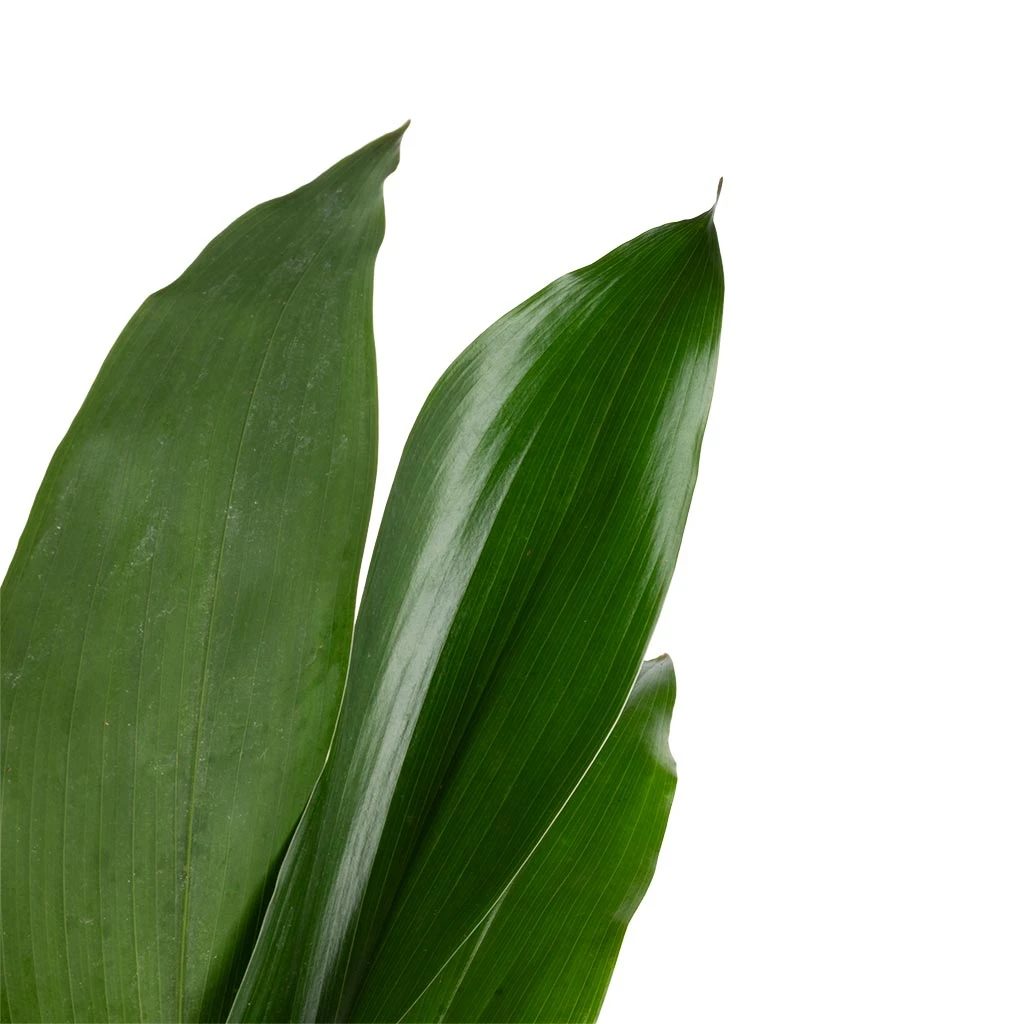 Aspidistra - Cast Iron Plant 11 Aspidistra - Cast Iron Plant - Image 9