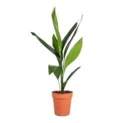 Aspidistra - Cast Iron Plant 24 Aspidistra - Cast Iron Plant -HousePlants Shop Aspidistra Cast Iron Plant 13x50cm 4