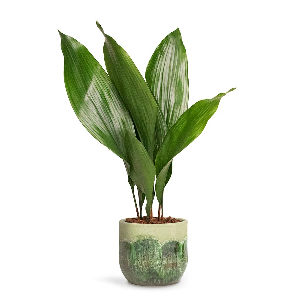 Aspidistra - Cast Iron Plant 3 Aspidistra - Cast Iron Plant