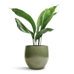 Aspidistra - Cast Iron Plant 28 Aspidistra - Cast Iron Plant -HousePlants Shop Aspidistra Cast Iron Plant 13x50cm Zembla Plant Pot Green 18x16cm