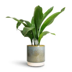 Copenhagen Plant Pot - Aqua -HousePlants Shop Aspidistra Cast Iron Plant 15x60cm Copenhagen Plant Pot Aqua 18.5x19.5cm