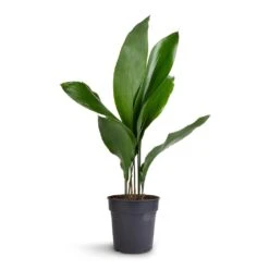 Aspidistra - Cast Iron Plant 26 Aspidistra - Cast Iron Plant -HousePlants Shop Aspidistra Cast Iron Plant 15x60cm 99aef96f a9bd 424d 852b 74f9dbbdc04a