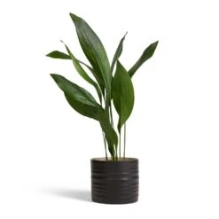 Hadleigh Plant Pot - Charcoal -HousePlants Shop Aspidistra Cast Iron Plant 17x70cm Hadleigh Plant Pot Charcoal 20x17.5cm 4b0a8f08 6716 4a5f 9c8f 049328a1ff68