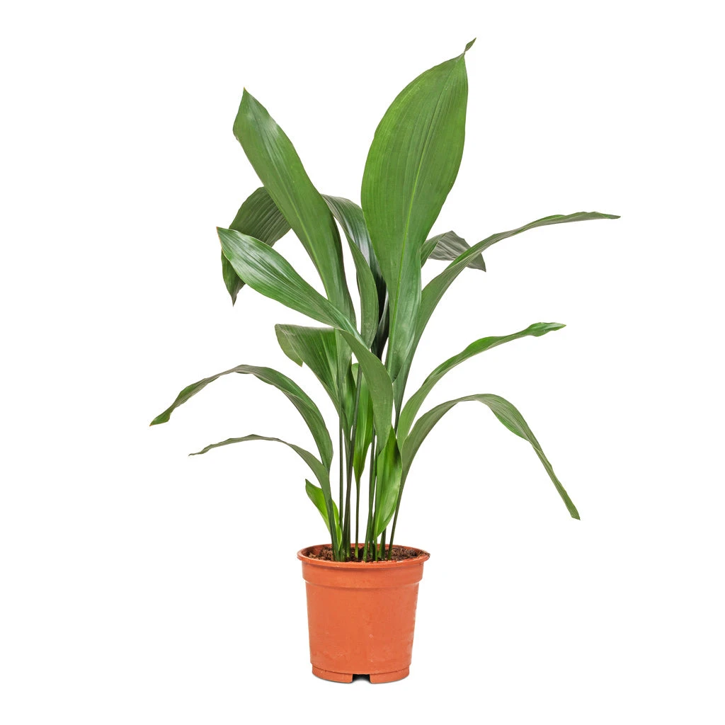 Aspidistra - Cast Iron Plant 13 Aspidistra - Cast Iron Plant - Image 11