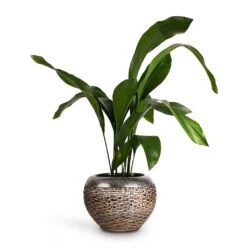Aspidistra - Cast Iron Plant 33 Aspidistra - Cast Iron Plant -HousePlants Shop Aspidistra Cast Iron Plant 17x80cm Luxe Lite Layer Globe Planter Bronze 28x20cm de5057ff 148b 4c39 9039 d945d87d5572