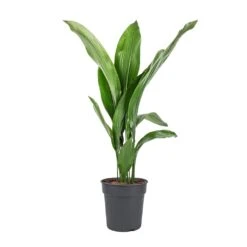 Aspidistra - Cast Iron Plant 29 Aspidistra - Cast Iron Plant -HousePlants Shop Aspidistra Cast Iron Plant 19x80cm