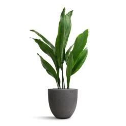 Mini Jesslyn Plant Pot - Black Washed -HousePlants Shop Aspidistra Cast Iron Plant 19x80cm Mini Jesslyn Plant Pot Black Washed 25x21cm 2ecd7d84 84e6 4921 8e66 f8a67eb2b295