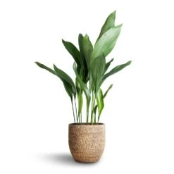 Aspidistra - Cast Iron Plant 40 Aspidistra - Cast Iron Plant -HousePlants Shop Aspidistra Cast Iron Plant 21x90cm Cas Plant Pot Sahara 25x23cm b9a980d0 8ab9 4868 a962 8d07c25c75fe