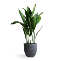 Angle Couple Plant Pot - Grey -HousePlants Shop Aspidistra Cast Iron Plant 24x110cm Angle Couple Plant Pot Grey 30x28cm