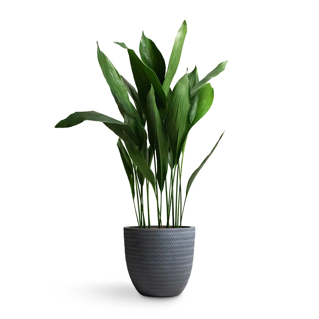 Aspidistra - Cast Iron Plant 19 Aspidistra - Cast Iron Plant - Image 17