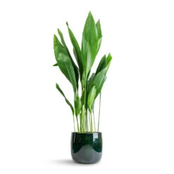 Babet Plant Pot - Pine -HousePlants Shop Aspidistra Cast Iron Plant 24x110cm Babet Plant Pot Pine 27x23cm 7e7a82c5 86b2 41b4 ad1b 469fe876de35