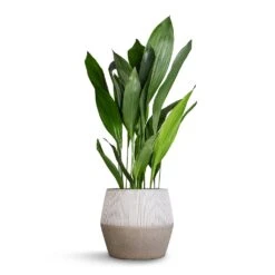 Aspidistra - Cast Iron Plant 39 Aspidistra - Cast Iron Plant -HousePlants Shop Aspidistra Cast Iron Plant 24x110cm Harley Cement Stone Plant Pot Granite Grey 37x34cm b357b93f 28ad 442a b802 b34516807ecd