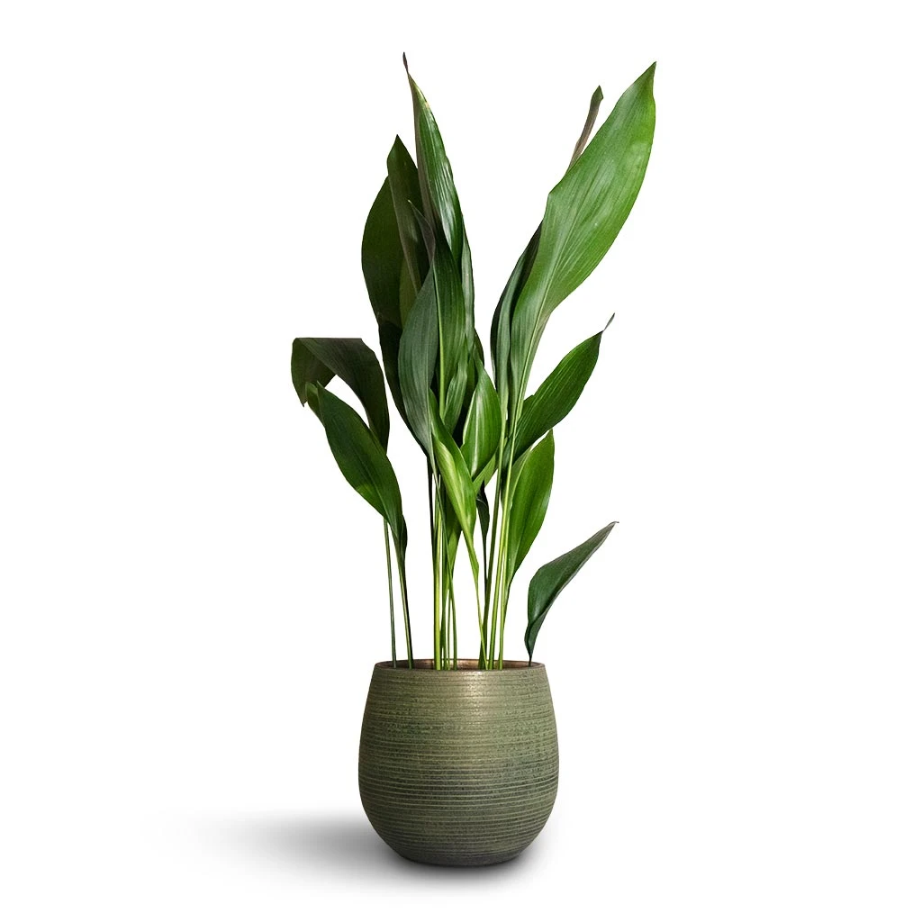 Aspidistra - Cast Iron Plant 12 Aspidistra - Cast Iron Plant - Image 10