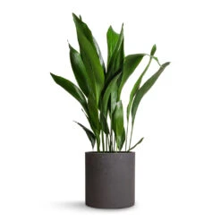Aspidistra - Cast Iron Plant 35 Aspidistra - Cast Iron Plant -HousePlants Shop Aspidistra Cast Iron Plant 24x110cm Max Plant Pot Black Washed 30x30cm