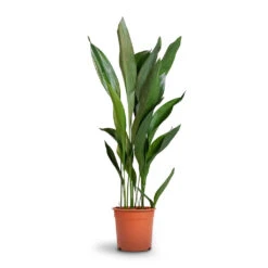Aspidistra - Cast Iron Plant 34 Aspidistra - Cast Iron Plant -HousePlants Shop Aspidistra Cast Iron Plant 24x110cm 12d6a488 4f3c 4a98 adc7 228e66c48a6a