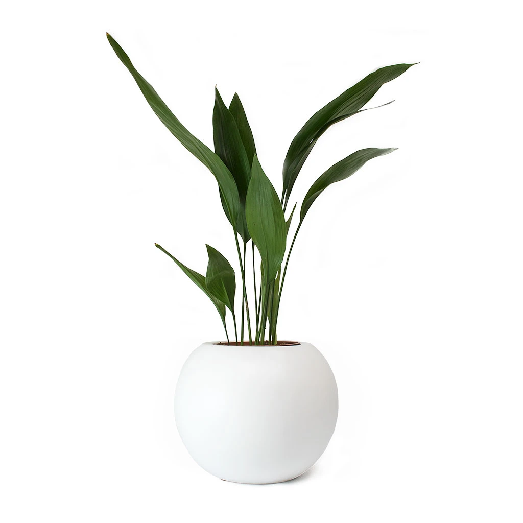 Beth Essentials Ball Plant Pot - Matt White 4 Beth Essentials Ball Plant Pot - Matt White - Image 2
