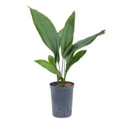 Aspidistra - Cast Iron Plant - HydroCare -HousePlants Shop Aspidistra Cast Iron Plant HydroCare 15 19x60cm