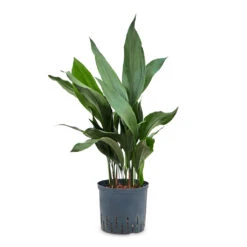 Aspidistra - Cast Iron Plant - HydroCare -HousePlants Shop Aspidistra Cast Iron Plant HydroCare 18 19x80cm
