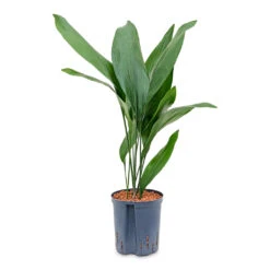 Aspidistra - Cast Iron Plant - HydroCare -HousePlants Shop Aspidistra Cast Iron Plant HydroCare 22 19x75cm