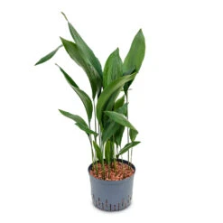 Aspidistra - Cast Iron Plant - HydroCare -HousePlants Shop Aspidistra Cast Iron Plant HydroCare 25 19x110cm