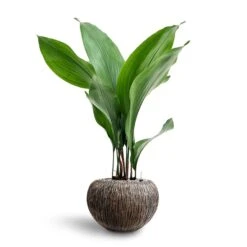 Luxe Lite Waterfall Globe Planter - Bronze -HousePlants Shop Aspidistra Cast Iron Plant Hydroculture Luxe Lite Waterfall Globe Planter Bronze