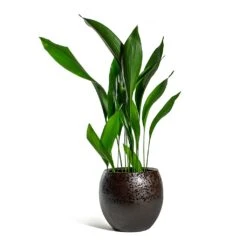 Kae Plant Pot - Mocha -HousePlants Shop Aspidistra Cast Iron Plant Kae Plant Pot Mocha 3f386780 9c79 4236 9def 4288bc96eaa8