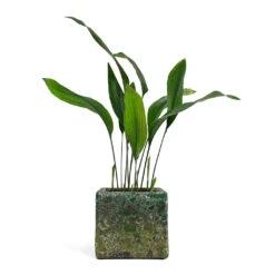 Lava Cube Relic Planter - Jade -HousePlants Shop Aspidistra Cast Iron Plant Lava Cube Relic Planter Jade