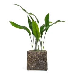 Lava Cube Relic Planter - Rust -HousePlants Shop Aspidistra Cast Iron Plant Lava Cube Relic Planter Rust