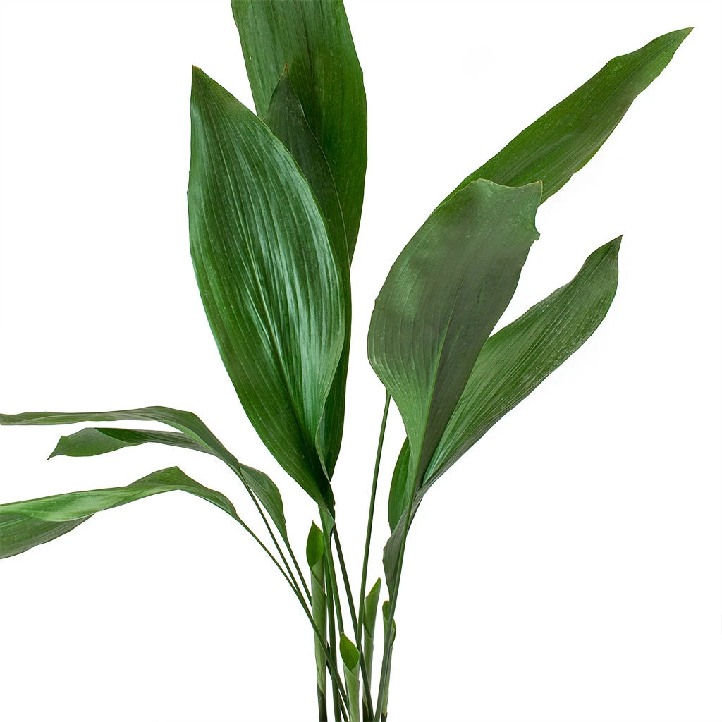 Aspidistra - Cast Iron Plant 8 Aspidistra - Cast Iron Plant - Image 6