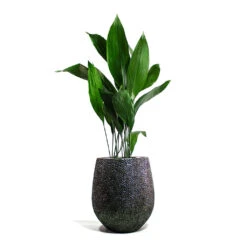 Opus Hit Darcy Planter - Silver -HousePlants Shop Aspidistra Cast Iron Plant Opus Hit Darcy Planter Silver