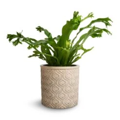 Asplenium Crissie Amy - Bird's Nest Fern -HousePlants Shop Asplenium Crissie Amy Bird s Nest Fern 12x20cm Venetian Plant Pot Grey 14x12cm