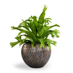 Luxe Lite Comet Globe Planter - Bronze -HousePlants Shop Asplenium Crissie Amy Bird s Nest Fern 17x50cm Luxe Lite Comet Globe Planter Bronze 28x20cm 1 c3c2ba0c 6673 47ef bd5b c6dd0f84506b