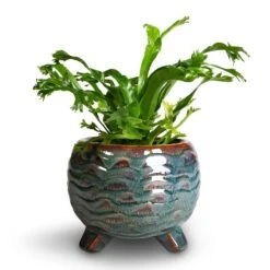 Dewi Plant Pot - Marrakesh -HousePlants Shop Asplenium CrissieAmy Birds NestFern 21x16cm 3f534381 acfd 4cee bd1b 78142899bd4c
